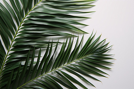 棕榈叶背景素材室内清新的棕榈叶子背景