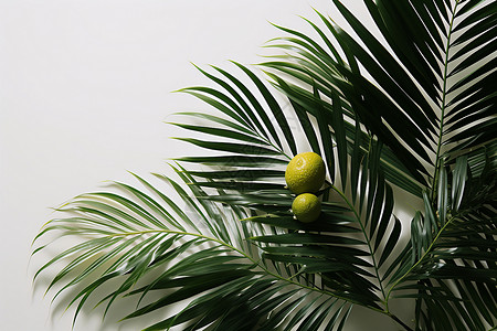 室内盆栽的棕榈叶背景图片