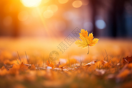 秋日轻拂背景图片
