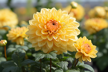 花盛开于花园中的黄色巨大花朵高清图片