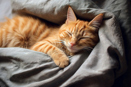 童趣睡猫橘猫睡在床上背景