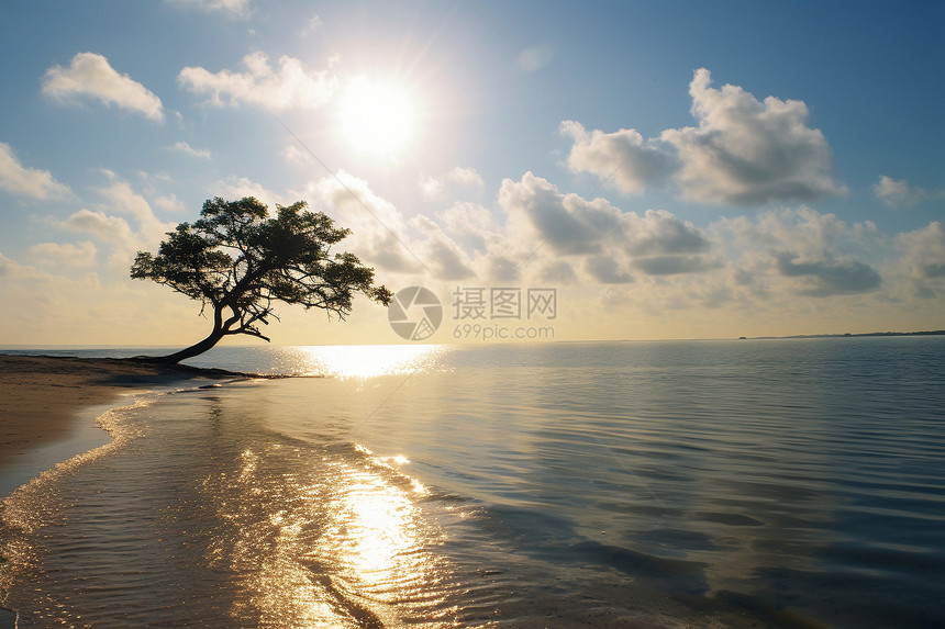 海滩边一颗孤独的树图片