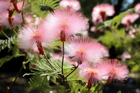 盛开的粉色花朵高清图片