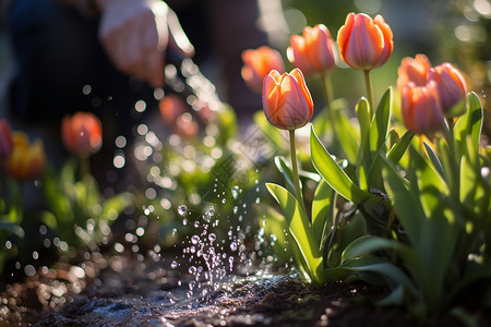 给郁金香浇水的园丁（广告传媒）高清图片