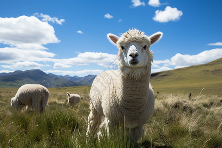 山坡上的农业羊驼背景图片