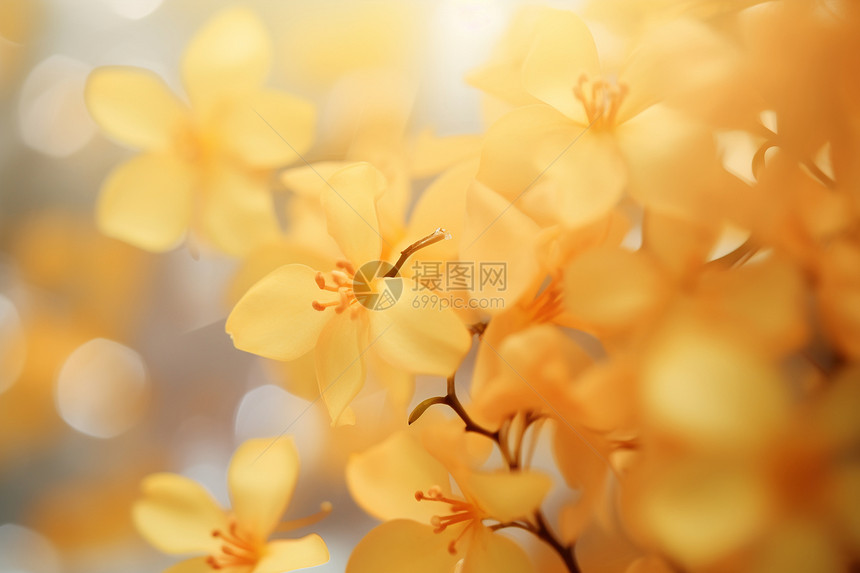 金黄的花朵图片