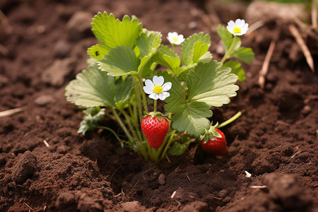 草莓季节盛开的草莓植物背景