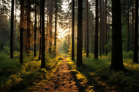 森林之旅背景图片
