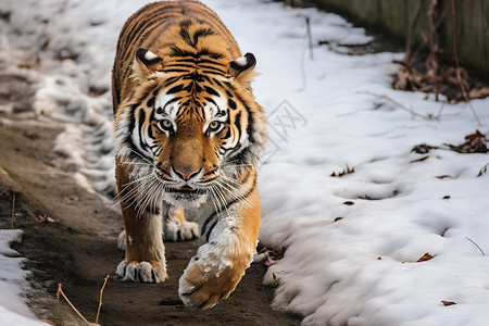 老虎捕食猛虎穿过雪地背景