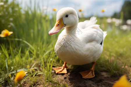 白色的动物鸭子背景图片