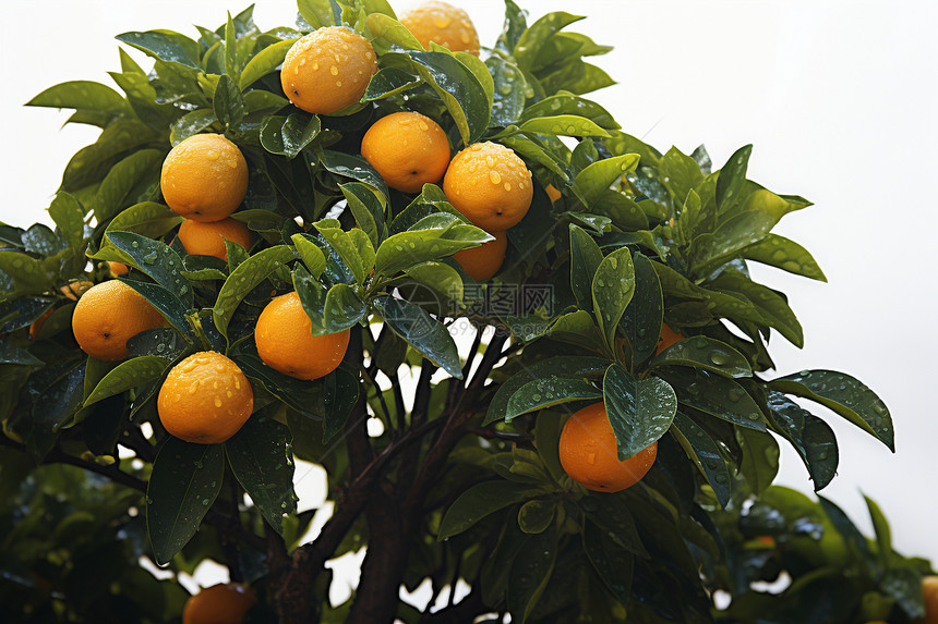 美味的水果橘子图片