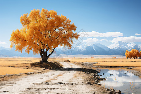 秋季户外的树木和泥路背景