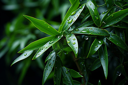 绿色竹叶上的水滴高清图片