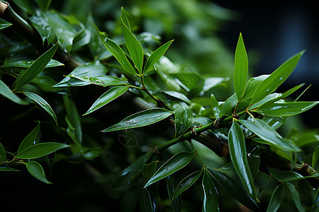 翠绿的青竹背景