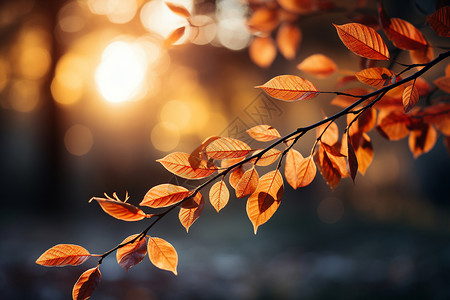 秋季树枝上的树叶背景图片
