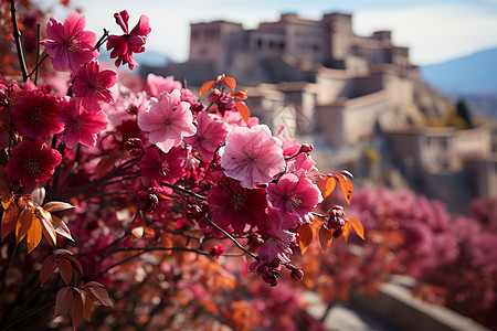 绽放的花朵背景图片