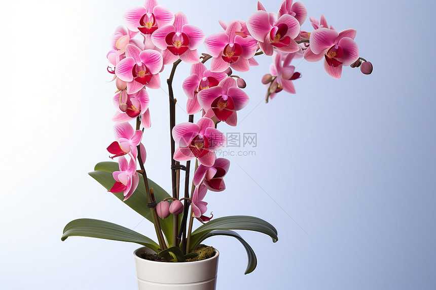 花盆中的植物图片