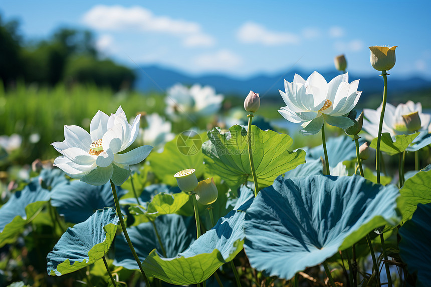 莲花悠然绽放图片