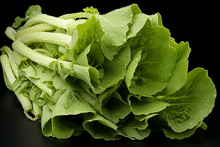 新鲜的青菜芥菜植物高清图片