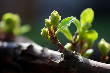 春意盎然枝上的芽巴德高清图片