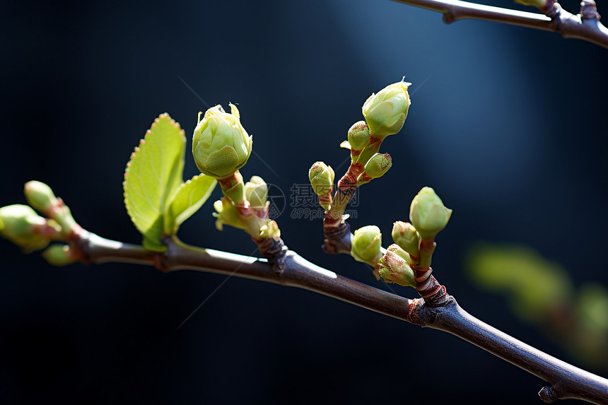 花园中绽放的美丽花苞图片