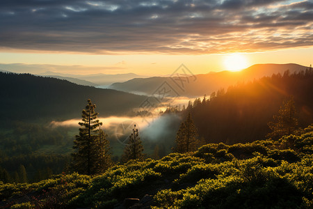 迷雾森林缭绕的美丽景观背景图片