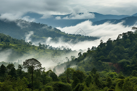 雨林缸雾蒙蒙的山丘背景