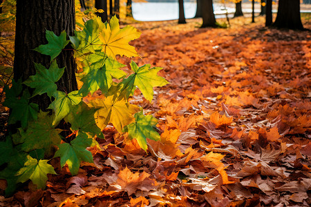金黄色的秋季公园树木景观背景图片