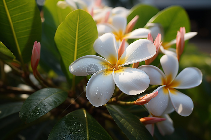 花香四溢的鲜花图片