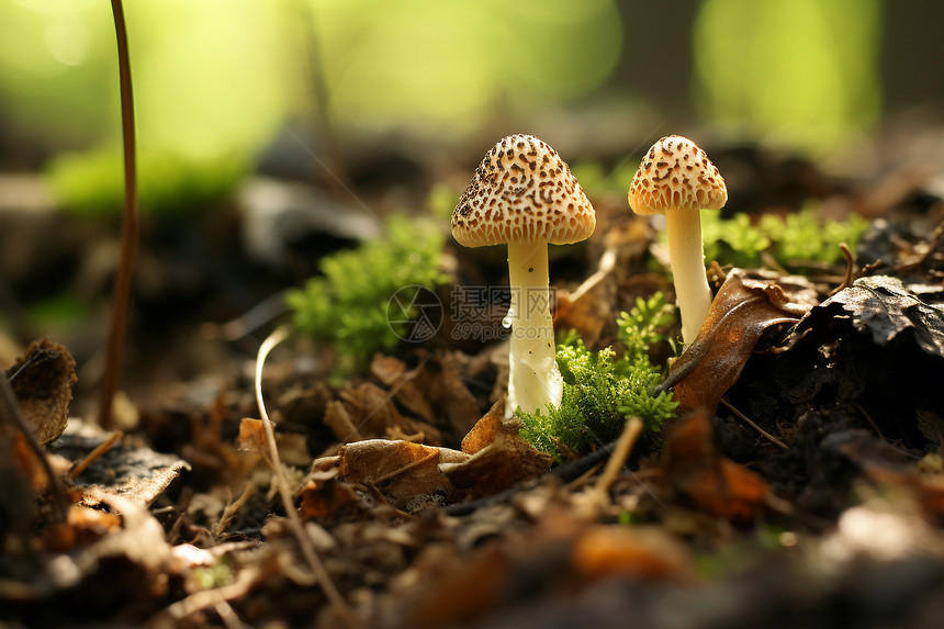 微小蘑菇图片