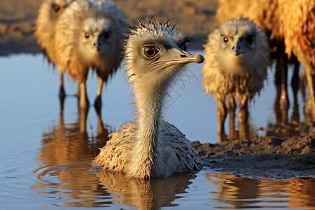 水塘里的鸵鸟群体背景图片