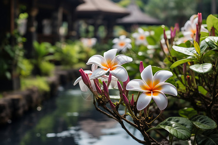 水边的鲜花背景图片