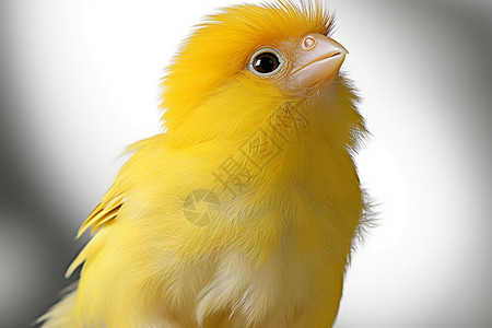 一只黄色小鸟背景图片