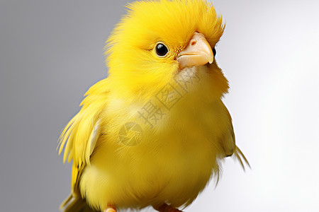 活泼可爱的黄色小鸟背景图片