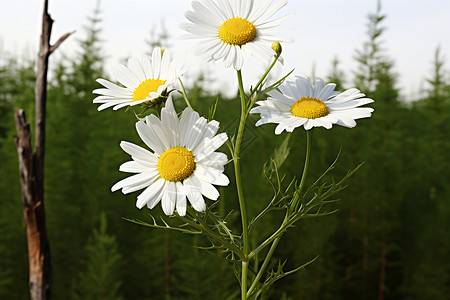 田野中的雏菊背景图片