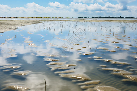 农业养殖的水产池塘背景图片