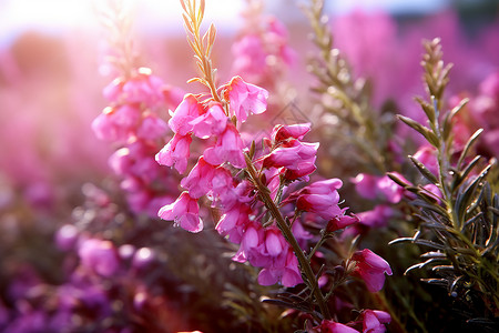 美丽的丁香花高清图片