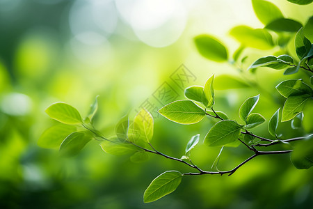 细枝枝干上的绿叶背景