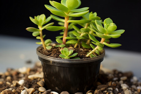 生长的绿色盆栽植物背景图片