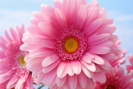 夏日美丽绽放的洋甘菊花朵背景图片