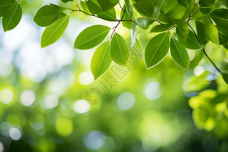 细枝绿意盎然的树叶背景