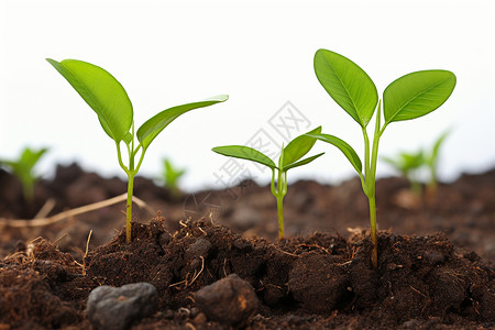小植物在土壤中萌发育苗背景图片