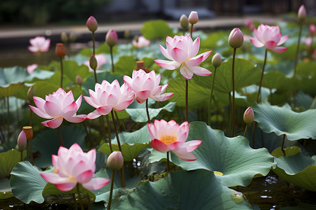 植物片水里有一大片粉色莲花背景