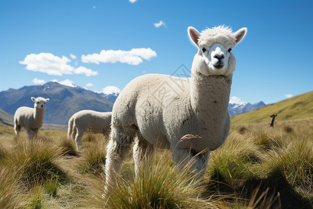 山顶上吃草的羊驼高清图片