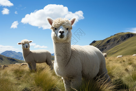 蓝天下放牧的羊驼背景图片