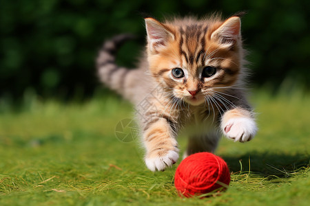 小猫奔向毛线球背景