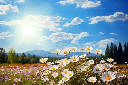 夏季花园中绽放的小雏菊花海背景图片