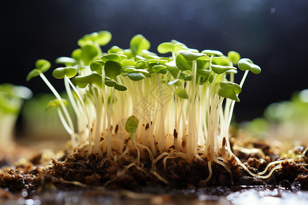 绿豆芽成长蔬菜绿豆芽高清图片