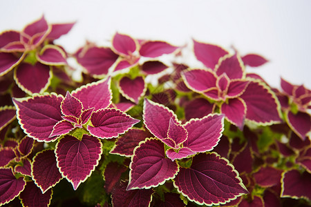 紫叶植物的特写高清图片