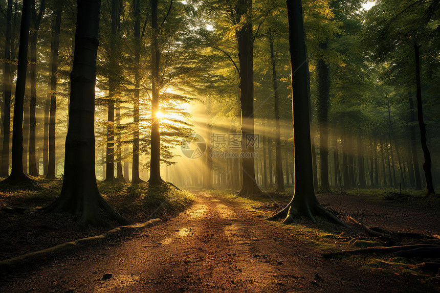 森林中的阳光之路图片